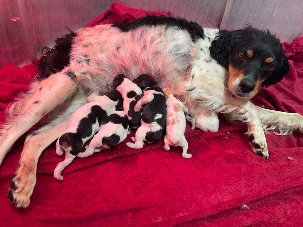 chiot Epagneul Breton Du Domaine De Campouriez