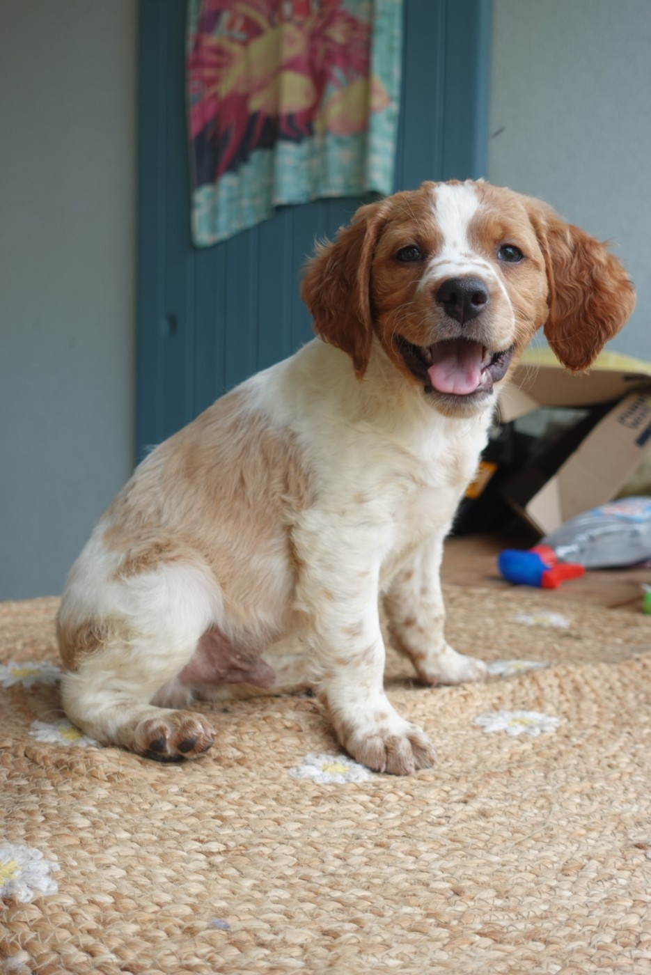 Du Domaine De Campouriez - Chiots disponibles - Epagneul Breton