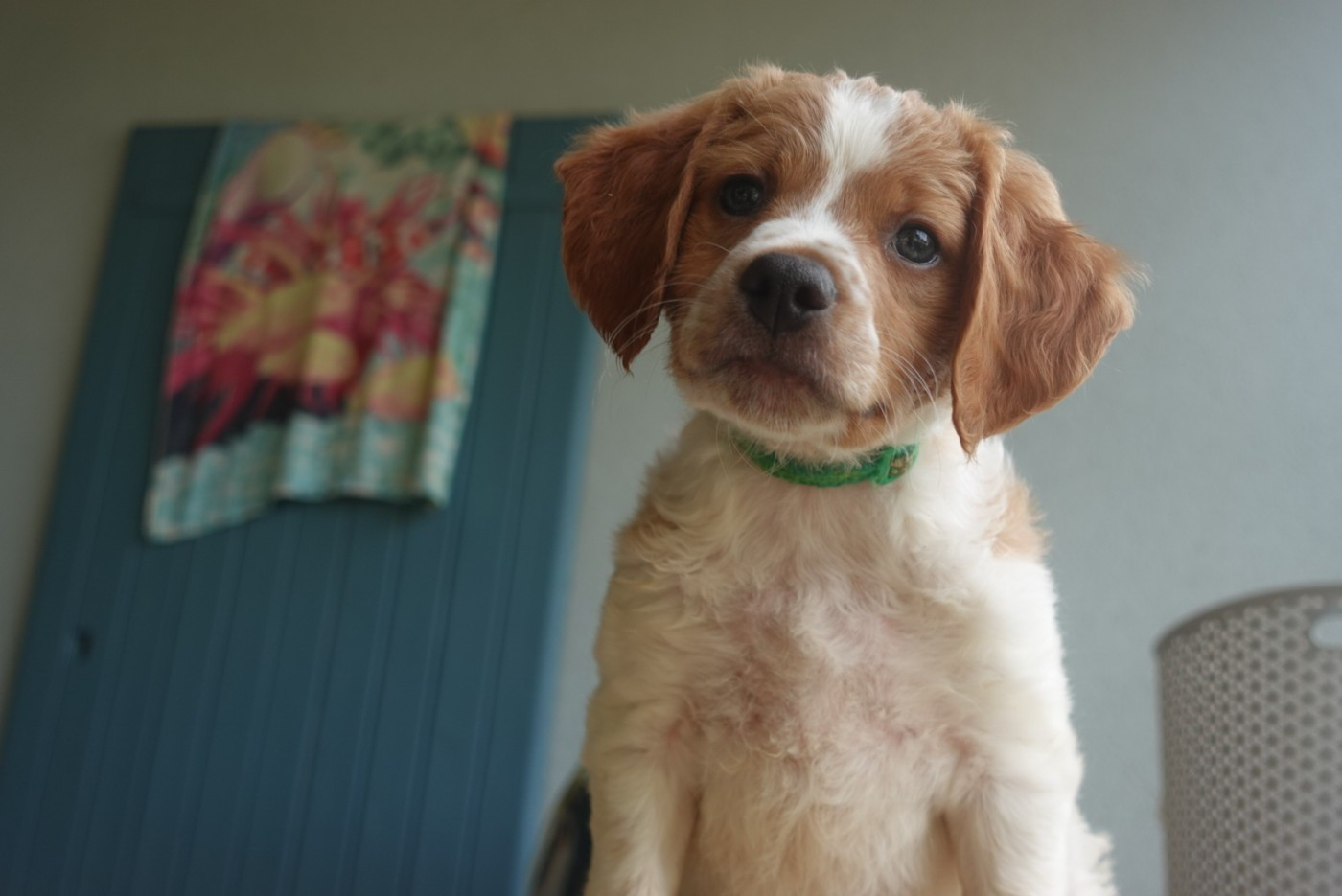 Du Domaine De Campouriez - Chiots disponibles - Epagneul Breton