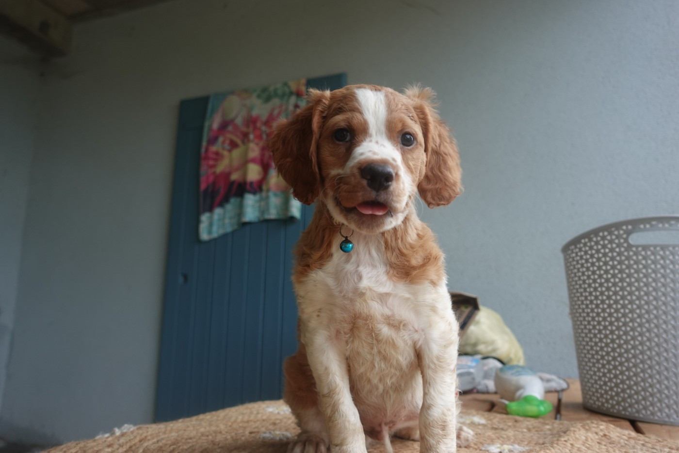 Du Domaine De Campouriez - Chiots disponibles - Epagneul Breton