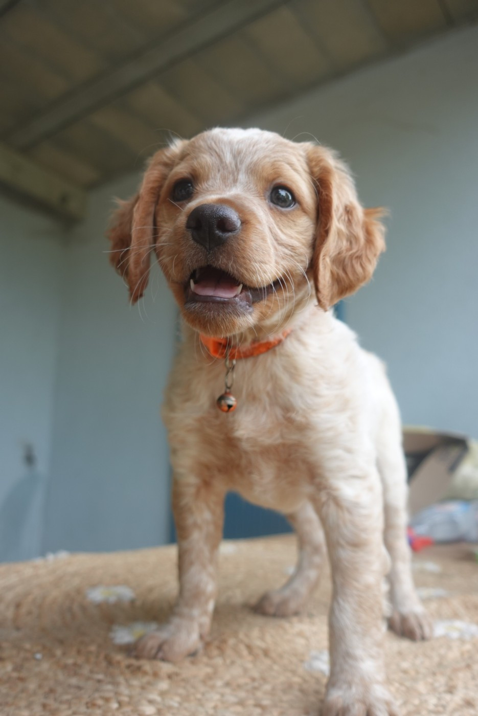 Du Domaine De Campouriez - Chiots disponibles - Epagneul Breton