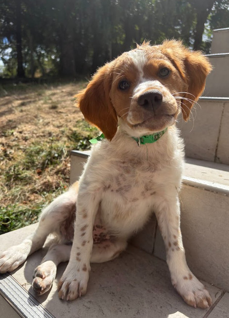Du Domaine De Campouriez - Chiots disponibles - Epagneul Breton