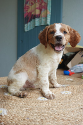 CHIOT 5